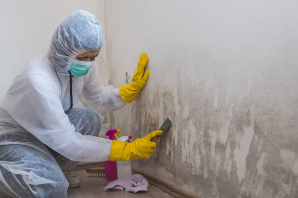 Best Black Mold Removal  in North Canton, OH