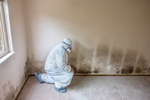 Trusted North Canton, OH Mold Removal Experts