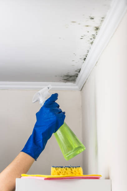 Best Best Mold Removal Companies  in North Canton, OH